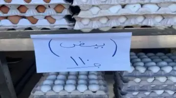 كرتونة البيض بـ 110 جنيهات.. أسعار البيض في كفر الشيخ الإثنين 6 أبريل 2026